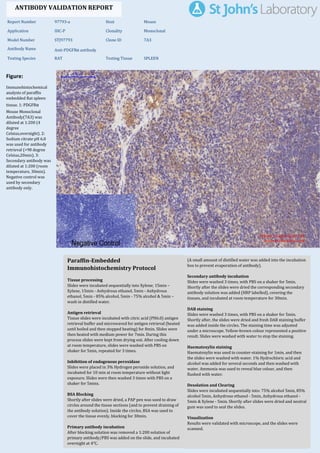 Figure:
Immunohistochemical
analysis of paraffin
embedded Rat spleen
tissue. 1: PDGFRα
Mouse Monoclonal
Antibody(7A3) was
diluted at 1:200 (4
degree
Celsius,overnight). 2:
Sodium citrate pH 6.0
was used for antibody
retrieval (>98 degree
Celsius,20min). 3:
Secondary antibody was
diluted at 1:200 (room
temperature, 30min).
Negative control was
used by secondary
antibody only.
Report Number 97793-a Host Mouse
Application IHC-P Clonality Monoclonal
Model Number STJ97793 Clone ID 7A3
Antibody Name Anti-PDGFRα antibody
Testing Species RAT Testing Tissue SPLEEN
ANTIBODY VALIDATION REPORT
b. (A small amount of distilled water was added into the incubation
box to prevent evaporation of antibody).
7. Secondary antibody incubation
a. Slides were washed 3 times, with PBS on a shaker for 5min.
Shortly after the slides were dried the corresponding secondary
antibody solution was added (HRP labelled), covering the
tissues, and incubated at room temperature for 30min.
b.
8. DAB staining
a. Slides were washed 3 times, with PBS on a shaker for 5min.
b. Shortly after, the slides were dried and fresh DAB staining buffer
was added inside the circles. The staining time was adjusted
under a microscope. Yellow-brown colour represented a positive
result. Slides were washed with water to stop the staining.
c.
9. Haematoxylin staining
a. Haematoxylin was used to counter-staining for 1min, and then
the slides were washed with water. 1% Hydrochloric acid and
alcohol was added for several seconds and then washed with
water. Ammonia was used to reveal blue colour, and then
flushed with water.
b.
10. Desolation and Clearing
i. Slides were incubated sequentially into: 75% alcohol 5min, 85%
alcohol 5min, Anhydrous ethanol - 5min, Anhydrous ethanol -
5min & Xylene - 5min. Shortly after slides were dried and neutral
gum was used to seal the slides.
ii.
11. Visualization
a. Results were validated with microscope, and the slides were
scanned.
Paraffin-Embedded
Immunohistochemistry Protocol
1.
2. Tissue processing
a. Slides were incubated sequentially into Xylene; 15min –
Xylene, 15min - Anhydrous ethanol, 5min - Anhydrous
ethanol, 5min - 85% alcohol, 5min - 75% alcohol & 5min –
wash in distilled water.
b.
3. Antigen retrieval
a. Tissue slides were incubated with citric acid (PH6.0) antigen
retrieval buffer and microwaved for antigen retrieval (heated
until boiled and then stopped heating) for 8min. Slides were
then heated with medium power for 7min. During this
process slides were kept from drying out. After cooling down
at room temperature, slides were washed with PBS on
shaker for 5min, repeated for 3 times.
b.
4. Inhibition of endogenous peroxidase
a. Slides were placed in 3% Hydrogen peroxide solution, and
incubated for 10 min at room temperature without light
exposure. Slides were then washed 3 times with PBS on a
shaker for 5mins.
b.
5. BSA Blocking
a. Shortly after slides were dried, a PAP pen was used to draw
circles around the tissue sections (and to prevent draining of
the antibody solution). Inside the circles, BSA was used to
cover the tissue evenly, blocking for 30min.
b.
6. Primary antibody incubation
After blocking solution was removed a 1:200 solution of
primary antibody/PBS was added on the slide, and incubated
overnight at 4°C.
St John's Laboratory Ltd.
www.stjohnslabs.com
 