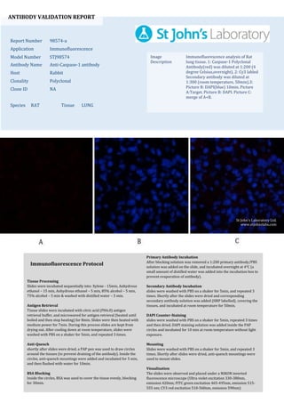 ANTIBODY VALIDATION REPORT
Report Number 98574-a
Application Immunofluorescence
Model Number STJ98574
Antibody Name Anti-Caspase-1 antibody
Host Rabbit
Clonality Polyclonal
Clone ID NA
Species RAT Tissue LUNG
Image
Description
Immunofluorescence analysis of Rat
lung tissue. 1: Caspase-1 Polyclonal
Antibody(red) was diluted at 1:200 (4
degree Celsius,overnight). 2: Cy3 labled
Secondary antibody was diluted at
1:300 (room temperature, 50min).3:
Picture B: DAPI(blue) 10min. Picture
A:Target. Picture B: DAPI. Picture C:
merge of A+B.
Primary Antibody Incubation
After blocking solution was removed a 1:200 primary antibody/PBS
solution was added on the slide, and incubated overnight at 4°C (a
small amount of distilled water was added into the incubation box to
prevent evaporation of antibody).
Secondary Antibody Incubation
slides were washed with PBS on a shaker for 5min, and repeated 3
times. Shortly after the slides were dried and corresponding
secondary antibody solution was added (HRP labelled), covering the
tissues, and incubated at room temperature for 50min.
DAPI Counter-Staining
slides were washed with PBS on a shaker for 5min, repeated 3 times
and then dried. DAPI staining solution was added inside the PAP
circles and incubated for 10 min at room temperature without light
exposure.
Mounting
Slides were washed with PBS on a shaker for 5min, and repeated 3
times. Shortly after slides were dried, anti-quench mountings were
used to mount slides.
Visualization
The slides were observed and placed under a NIKON inverted
fluorescence microscope (Ultra violet excitation 330-380nm,
emission 420nm; FITC green excitation 465-495nm, emission 515-
555 nm; CY3 red excitation 510-560nm, emission 590nm)
Immunofluorescence Protocol
Tissue Processing
Slides were incubated sequentially into: Xylene - 15min, Anhydrous
ethanol – 15 min, Anhydrous ethanol – 5 min, 85% alcohol – 5 min,
75% alcohol – 5 min & washed with distilled water – 5 min.
Antigen Retrieval
Tissue slides were incubated with citric acid (PH6.0) antigen
retrieval buffer, and microwaved for antigen retrieval (heated until
boiled and then stop heating) for 8min. Slides were then heated with
medium power for 7min. During this process slides are kept from
drying out. After cooling down at room temperature, slides were
washed with PBS on a shaker for 5min, and repeated 3 times.
Anti-Quench
shortly after slides were dried, a PAP pen was used to draw circles
around the tissues (to prevent draining of the antibody). Inside the
circles, anti-quench mountings were added and incubated for 5 min,
and then flushed with water for 10min.
BSA Blocking
Inside the circles, BSA was used to cover the tissue evenly, blocking
for 30min.
St John's Laboratory Ltd.
www.stjohnslabs.com
 