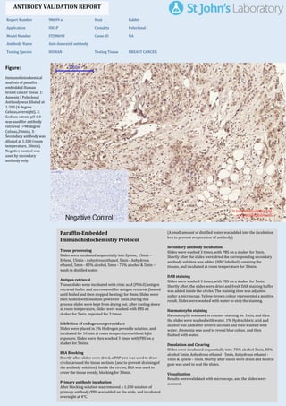 Figure:
Immunohistochemical
analysis of paraffin
embedded Human
breast cancer tissue. 1:
Annexin I Polyclonal
Antibody was diluted at
1:200 (4 degree
Celsius,overnight). 2:
Sodium citrate pH 6.0
was used for antibody
retrieval (>98 degree
Celsius,20min). 3:
Secondary antibody was
diluted at 1:200 (room
temperature, 30min).
Negative control was
used by secondary
antibody only.
Report Number 98699-a Host Rabbit
Application IHC-P Clonality Polyclonal
Model Number STJ98699 Clone ID NA
Antibody Name Anti-Annexin I antibody
Testing Species HUMAN Testing Tissue BREAST CANCER
ANTIBODY VALIDATION REPORT
b. (A small amount of distilled water was added into the incubation
box to prevent evaporation of antibody).
7. Secondary antibody incubation
a. Slides were washed 3 times, with PBS on a shaker for 5min.
Shortly after the slides were dried the corresponding secondary
antibody solution was added (HRP labelled), covering the
tissues, and incubated at room temperature for 30min.
b.
8. DAB staining
a. Slides were washed 3 times, with PBS on a shaker for 5min.
b. Shortly after, the slides were dried and fresh DAB staining buffer
was added inside the circles. The staining time was adjusted
under a microscope. Yellow-brown colour represented a positive
result. Slides were washed with water to stop the staining.
c.
9. Haematoxylin staining
a. Haematoxylin was used to counter-staining for 1min, and then
the slides were washed with water. 1% Hydrochloric acid and
alcohol was added for several seconds and then washed with
water. Ammonia was used to reveal blue colour, and then
flushed with water.
b.
10. Desolation and Clearing
i. Slides were incubated sequentially into: 75% alcohol 5min, 85%
alcohol 5min, Anhydrous ethanol - 5min, Anhydrous ethanol -
5min & Xylene - 5min. Shortly after slides were dried and neutral
gum was used to seal the slides.
ii.
11. Visualization
a. Results were validated with microscope, and the slides were
scanned.
Paraffin-Embedded
Immunohistochemistry Protocol
1.
2. Tissue processing
a. Slides were incubated sequentially into Xylene; 15min –
Xylene, 15min - Anhydrous ethanol, 5min - Anhydrous
ethanol, 5min - 85% alcohol, 5min - 75% alcohol & 5min –
wash in distilled water.
b.
3. Antigen retrieval
a. Tissue slides were incubated with citric acid (PH6.0) antigen
retrieval buffer and microwaved for antigen retrieval (heated
until boiled and then stopped heating) for 8min. Slides were
then heated with medium power for 7min. During this
process slides were kept from drying out. After cooling down
at room temperature, slides were washed with PBS on
shaker for 5min, repeated for 3 times.
b.
4. Inhibition of endogenous peroxidase
a. Slides were placed in 3% Hydrogen peroxide solution, and
incubated for 10 min at room temperature without light
exposure. Slides were then washed 3 times with PBS on a
shaker for 5mins.
b.
5. BSA Blocking
a. Shortly after slides were dried, a PAP pen was used to draw
circles around the tissue sections (and to prevent draining of
the antibody solution). Inside the circles, BSA was used to
cover the tissue evenly, blocking for 30min.
b.
6. Primary antibody incubation
After blocking solution was removed a 1:200 solution of
primary antibody/PBS was added on the slide, and incubated
overnight at 4°C.
St John's Laboratory Ltd.
www.stjohnslabs.com
 