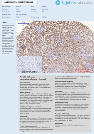 Figure:
Immunohistochemical
analysis of paraffin
embedded Human
kidney tissue. 1: TERT
Polyclonal Antibody
was diluted at 1:200 (4
degree
Celsius,overnight). 2:
Sodium citrate pH 6.0
was used for antibody
retrieval (>98 degree
Celsius,20min). 3:
Secondary antibody was
diluted at 1:200 (room
temperature, 30min).
Negative control was
used by secondary
antibody only.
Report Number 98964-a Host Rabbit
Application IHC-P Clonality Polyclonal
Model Number STJ98964 Clone ID NA
Antibody Name Anti-TERT antibody
Testing Species HUMAN Testing Tissue KIDNEY
ANTIBODY VALIDATION REPORT
a. (A small amount of distilled water was added into the incubation
box to prevent evaporation of antibody).
8. Secondary antibody incubation
a. Slides were washed 3 times, with PBS on a shaker for 5min.
Shortly after the slides were dried the corresponding secondary
antibody solution was added (HRP labelled), covering the
tissues, and incubated at room temperature for 30min.
b.
9. DAB staining
a. Slides were washed 3 times, with PBS on a shaker for 5min.
b. Shortly after, the slides were dried and fresh DAB staining buffer
was added inside the circles. The staining time was adjusted
under a microscope. Yellow-brown colour represented a positive
result. Slides were washed with water to stop the staining.
c.
10. Haematoxylin staining
a. Haematoxylin was used to counter-staining for 1min, and then
the slides were washed with water. 1% Hydrochloric acid and
alcohol was added for several seconds and then washed with
water. Ammonia was used to reveal blue colour, and then
flushed with water.
b.
11. Desolation and Clearing
i. Slides were incubated sequentially into: 75% alcohol 5min, 85%
alcohol 5min, Anhydrous ethanol - 5min, Anhydrous ethanol -
5min & Xylene - 5min. Shortly after slides were dried and neutral
gum was used to seal the slides.
ii.
12. Visualization
a. Results were validated with microscope, and the slides were
scanned.
Paraffin-Embedded
Immunohistochemistry Protocol
2.
3. Tissue processing
a. Slides were incubated sequentially into Xylene; 15min –
Xylene, 15min - Anhydrous ethanol, 5min - Anhydrous
ethanol, 5min - 85% alcohol, 5min - 75% alcohol & 5min –
wash in distilled water.
b.
4. Antigen retrieval
a. Tissue slides were incubated with citric acid (PH6.0) antigen
retrieval buffer and microwaved for antigen retrieval (heated
until boiled and then stopped heating) for 8min. Slides were
then heated with medium power for 7min. During this
process slides were kept from drying out. After cooling down
at room temperature, slides were washed with PBS on
shaker for 5min, repeated for 3 times.
b.
5. Inhibition of endogenous peroxidase
a. Slides were placed in 3% Hydrogen peroxide solution, and
incubated for 10 min at room temperature without light
exposure. Slides were then washed 3 times with PBS on a
shaker for 5mins.
b.
6. BSA Blocking
a. Shortly after slides were dried, a PAP pen was used to draw
circles around the tissue sections (and to prevent draining of
the antibody solution). Inside the circles, BSA was used to
cover the tissue evenly, blocking for 30min.
b.
7. Primary antibody incubation
After blocking solution was removed a 1:200 solution of
primary antibody/PBS was added on the slide, and incubated
overnight at 4°C.
St John's Laboratory Ltd.
www.stjohnslabs.com
 