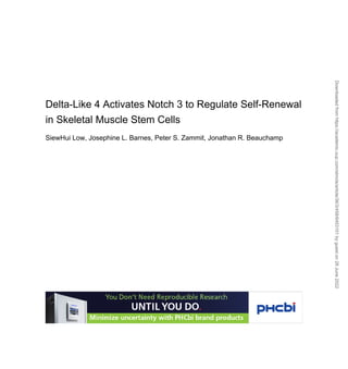 Delta-Like 4 Activates Notch 3 to Regulate Self-Renewal
in Skeletal Muscle Stem Cells
SiewHui Low, Josephine L. Barnes, Peter S. Zammit, Jonathan R. Beauchamp
Downloaded
from
https://academic.oup.com/stmcls/article/36/3/458/6453101
by
guest
on
28
June
2022
 