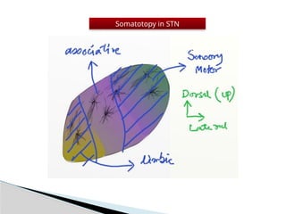 STN Deep brain stimulation in Parkinson's disease | PPTX