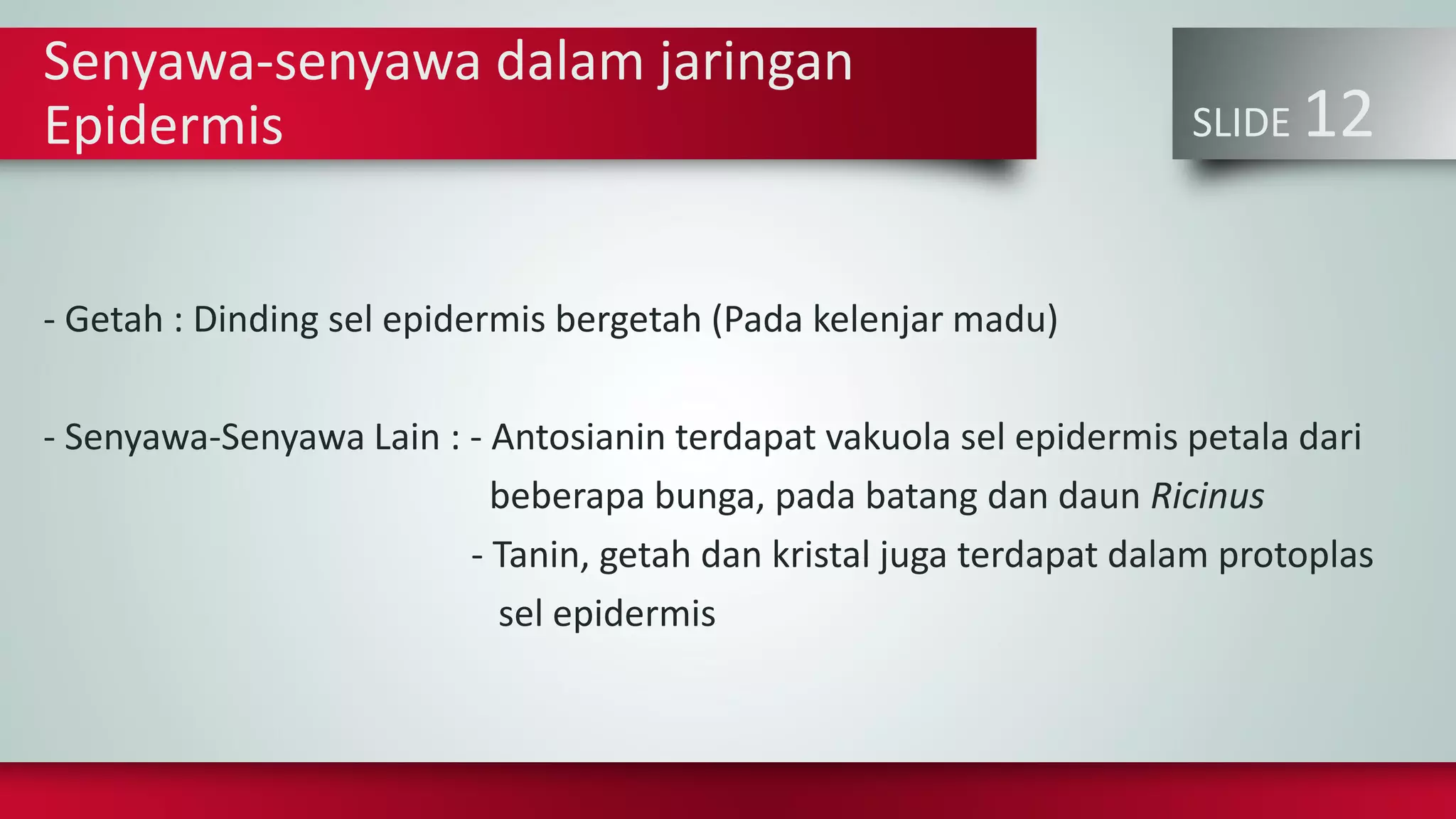 SLIDE 12
Senyawa-senyawa dalam jaringan
Epidermis
- Getah : Dinding sel epidermis bergetah (Pada kelenjar madu)
- Senyawa-Senyawa Lain : - Antosianin terdapat vakuola sel epidermis petala dari
beberapa bunga, pada batang dan daun Ricinus
- Tanin, getah dan kristal juga terdapat dalam protoplas
sel epidermis
 