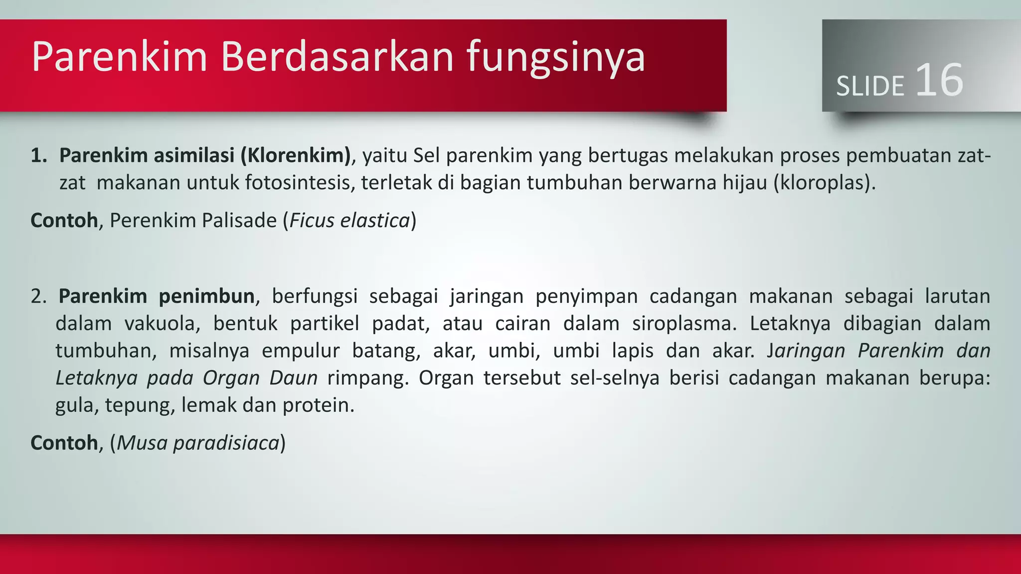Parenkim Berdasarkan fungsinya
SLIDE 16
1. Parenkim asimilasi (Klorenkim), yaitu Sel parenkim yang bertugas melakukan proses pembuatan zat-
zat makanan untuk fotosintesis, terletak di bagian tumbuhan berwarna hijau (kloroplas).
Contoh, Perenkim Palisade (Ficus elastica)
2. Parenkim penimbun, berfungsi sebagai jaringan penyimpan cadangan makanan sebagai larutan
dalam vakuola, bentuk partikel padat, atau cairan dalam siroplasma. Letaknya dibagian dalam
tumbuhan, misalnya empulur batang, akar, umbi, umbi lapis dan akar. Jaringan Parenkim dan
Letaknya pada Organ Daun rimpang. Organ tersebut sel-selnya berisi cadangan makanan berupa:
gula, tepung, lemak dan protein.
Contoh, (Musa paradisiaca)
 