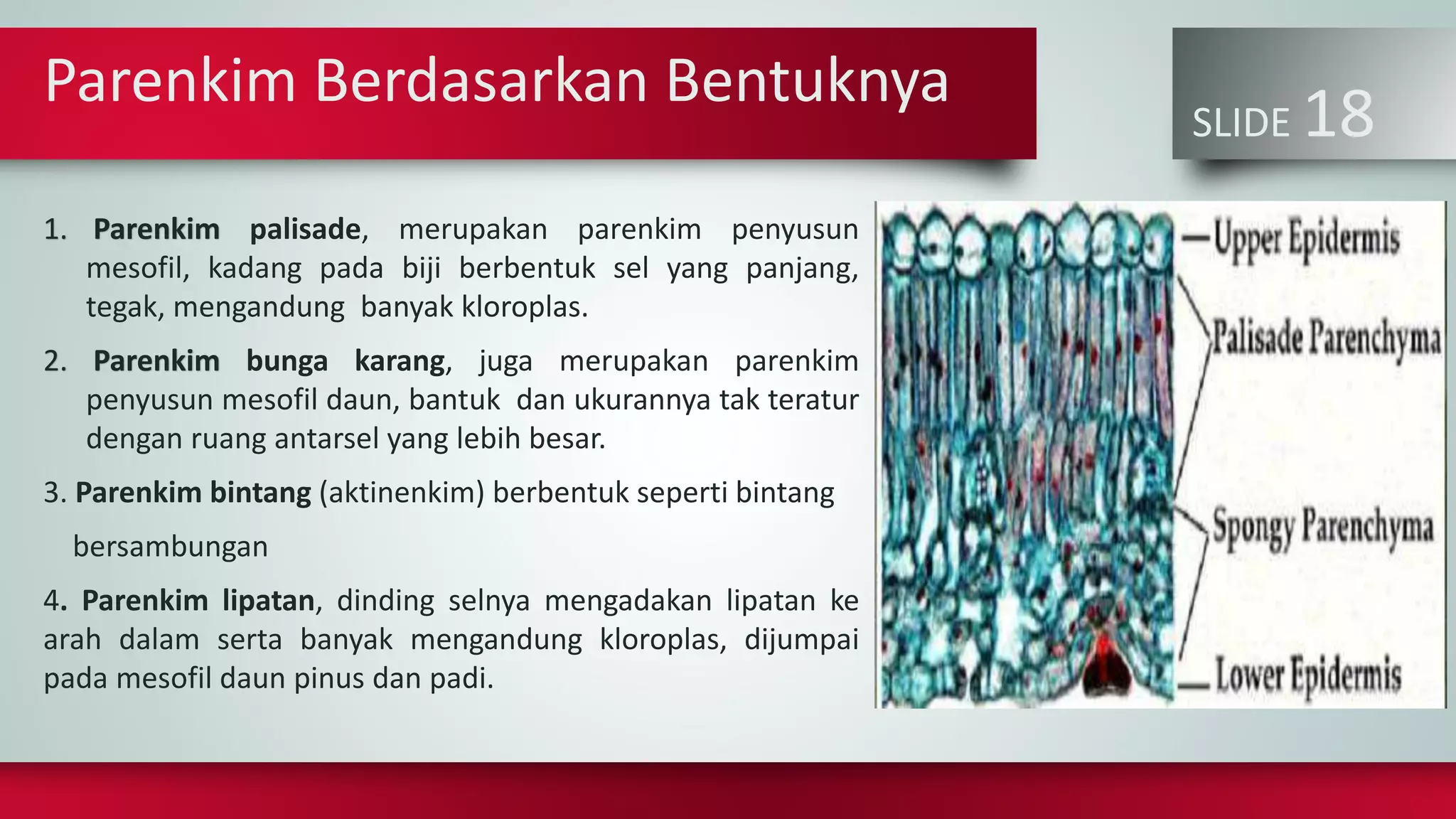 Parenkim Berdasarkan Bentuknya
SLIDE 18
1. Parenkim palisade, merupakan parenkim penyusun
mesofil, kadang pada biji berbentuk sel yang panjang,
tegak, mengandung banyak kloroplas.
2. Parenkim bunga karang, juga merupakan parenkim
penyusun mesofil daun, bantuk dan ukurannya tak teratur
dengan ruang antarsel yang lebih besar.
3. Parenkim bintang (aktinenkim) berbentuk seperti bintang
bersambungan
4. Parenkim lipatan, dinding selnya mengadakan lipatan ke
arah dalam serta banyak mengandung kloroplas, dijumpai
pada mesofil daun pinus dan padi.
 