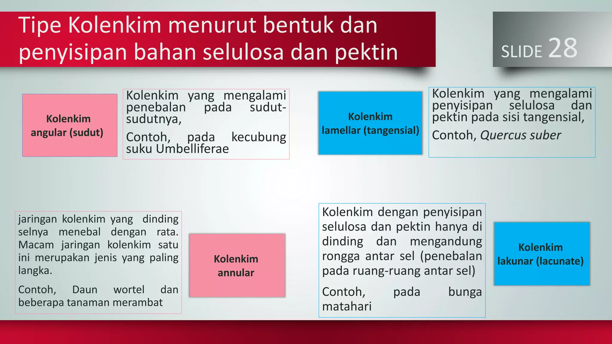 SLIDE 28
Tipe Kolenkim menurut bentuk dan
penyisipan bahan selulosa dan pektin
jaringan kolenkim yang dinding
selnya menebal dengan rata.
Macam jaringan kolenkim satu
ini merupakan jenis yang paling
langka.
Contoh, Daun wortel dan
beberapa tanaman merambat
Kolenkim yang mengalami
penebalan pada sudut-
sudutnya,
Contoh, pada kecubung
suku Umbelliferae
Kolenkim dengan penyisipan
selulosa dan pektin hanya di
dinding dan mengandung
rongga antar sel (penebalan
pada ruang-ruang antar sel)
Contoh, pada bunga
matahari
Kolenkim yang mengalami
penyisipan selulosa dan
pektin pada sisi tangensial,
Contoh, Quercus suber
Kolenkim
angular (sudut)
Kolenkim
annular
Kolenkim
lamellar (tangensial)
Kolenkim
lakunar (lacunate)
 