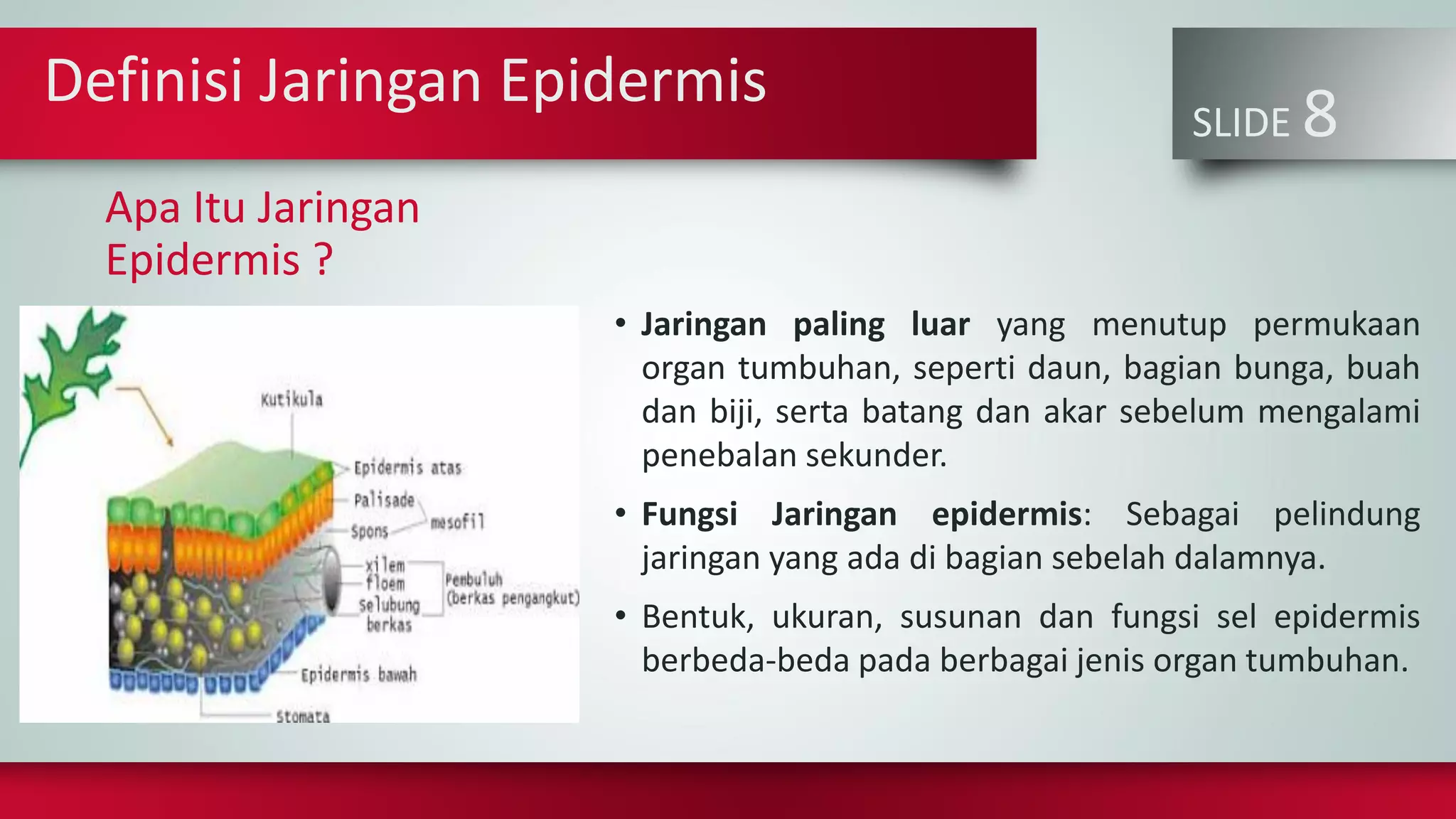 SLIDE 8
Apa Itu Jaringan
Epidermis ?
• Jaringan paling luar yang menutup permukaan
organ tumbuhan, seperti daun, bagian bunga, buah
dan biji, serta batang dan akar sebelum mengalami
penebalan sekunder.
• Fungsi Jaringan epidermis: Sebagai pelindung
jaringan yang ada di bagian sebelah dalamnya.
• Bentuk, ukuran, susunan dan fungsi sel epidermis
berbeda-beda pada berbagai jenis organ tumbuhan.
Definisi Jaringan Epidermis
 