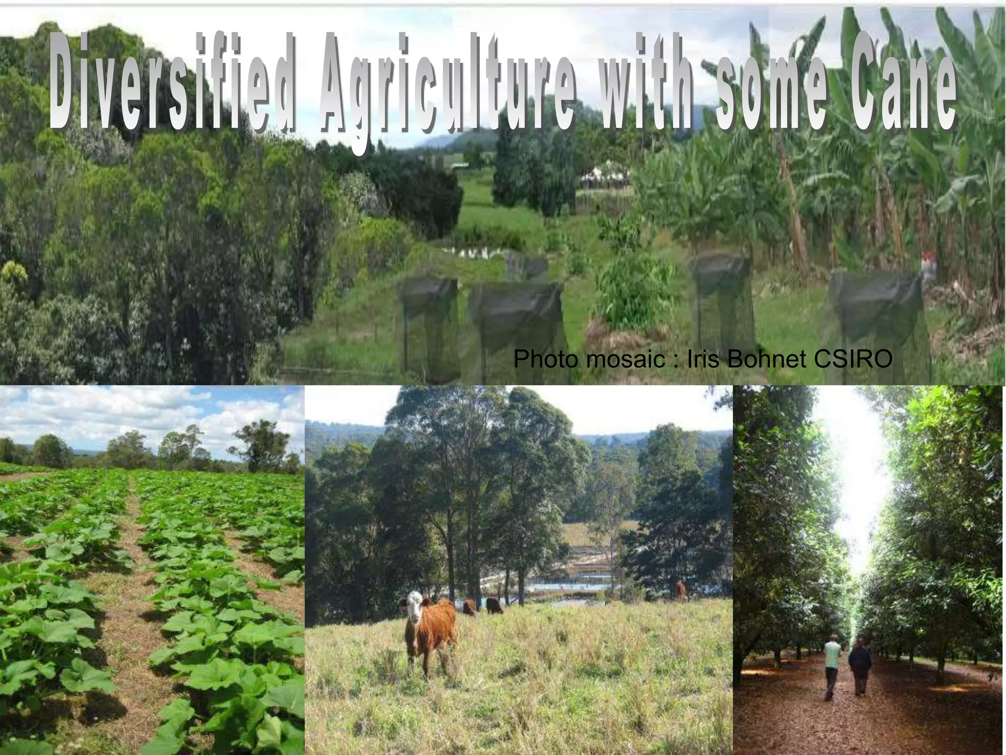 Photo mosaic : Iris Bohnet CSIRO

 