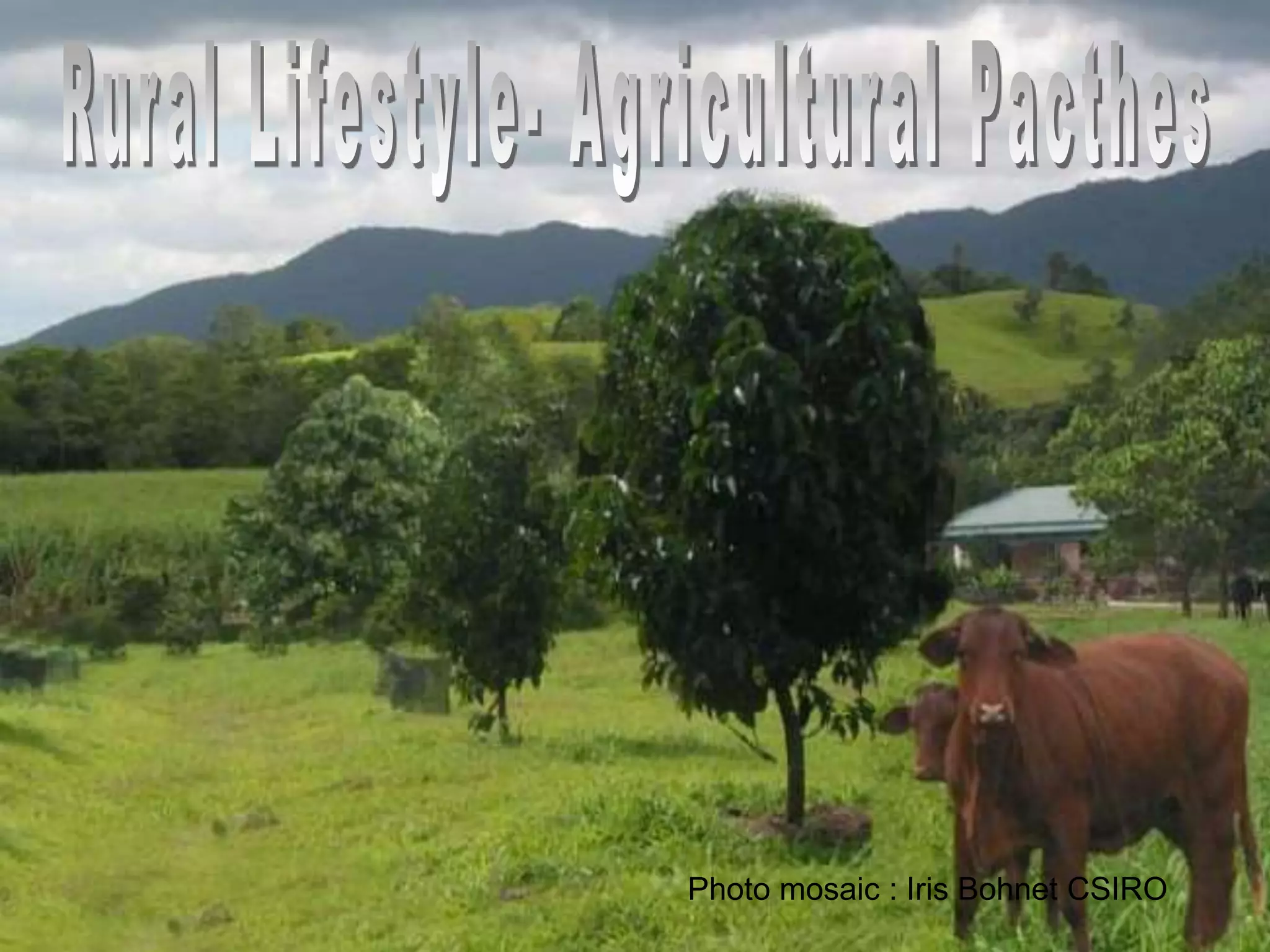 Photo mosaic : Iris Bohnet CSIRO

 