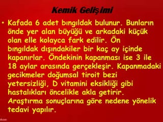 Kemik Gelişimi
• Kafada 6 adet bıngıldak bulunur. Bunların
  önde yer alan büyüğü ve arkadaki küçük
  olan elle kolayca fark edilir. Ön
  bıngıldak dışındakiler bir kaç ay içinde
  kapanırlar. Öndekinin kapanması ise 3 ile
  18 aylar arasında gerçekleşir. Kapanmadaki
  gecikmeler doğumsal tiroit bezi
  yetersizliği, D vitamini eksikliği gibi
  hastalıkları öncelikle akla getirir.
  Araştırma sonuçlarına göre nedene yönelik
  tedavi yapılır.
 