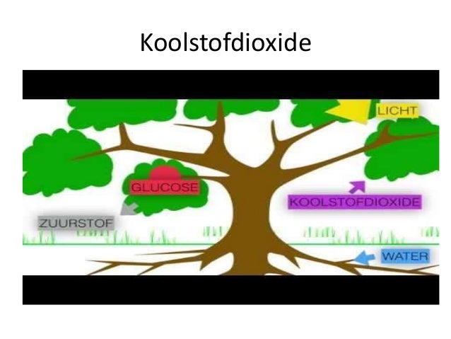 Stofwisseling fotosynthese en verbranding