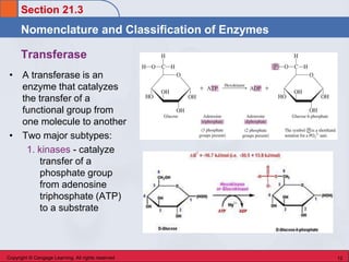 Transferase Rxn Chem 45 Biochemistry: Stoker Chapter 21 Enzymes & Vitamins | PDF