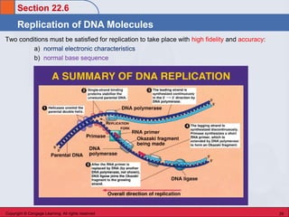 Chem 45 Biochemistry: Stoker chapter 22 Nucleic Acids | PDF