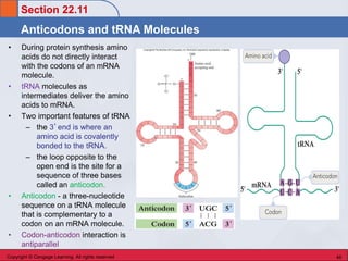 Codons In Trna Chem 45 Biochemistry: Stoker chapter 22 Nucleic Acids | PDF