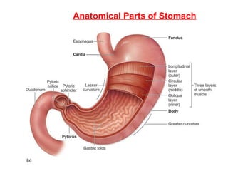 Anatomical Parts of Stomach 