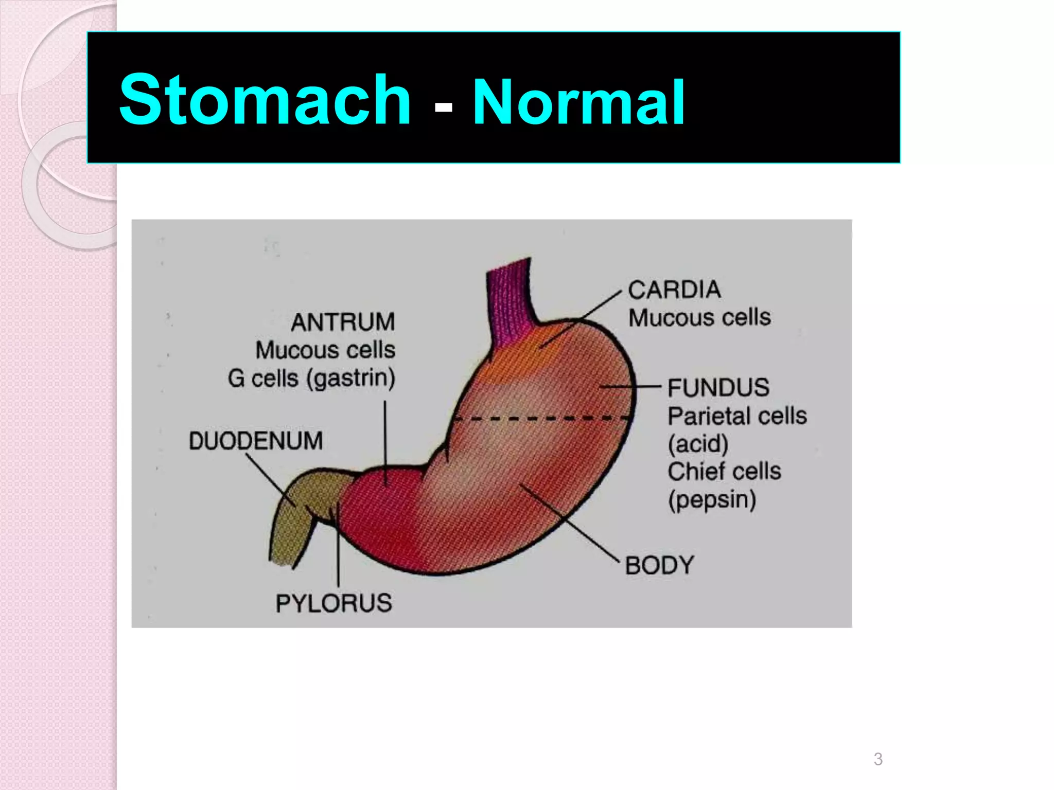 Stomach - Normal
3
 