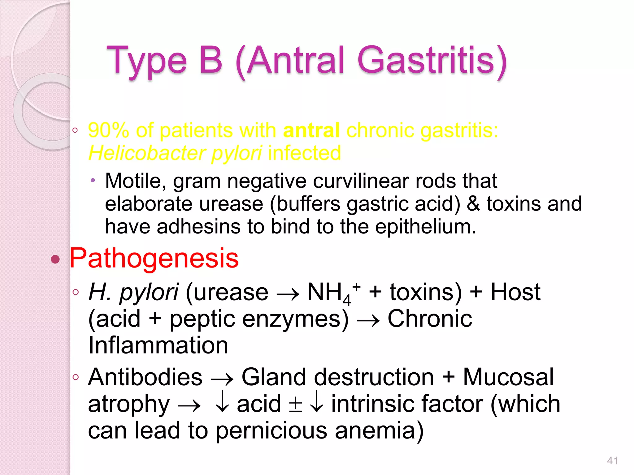 Type B (Antral Gastritis)
◦ 90% of patients with antral chronic gastritis:
Helicobacter pylori infected
 Motile, gram negative curvilinear rods that
elaborate urease (buffers gastric acid) & toxins and
have adhesins to bind to the epithelium.
 Pathogenesis
◦ H. pylori (urease  NH4
+ + toxins) + Host
(acid + peptic enzymes)  Chronic
Inflammation
◦ Antibodies  Gland destruction + Mucosal
atrophy   acid   intrinsic factor (which
can lead to pernicious anemia)
41
 