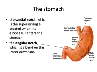 The stomach
• the cardial notch, which
is the superior angle
created when the
esophagus enters the
stomach.
• the angular notch,
which is a bend on the
lesser curvature.
 