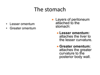 The stomach
• Lesser omentum
• Greater omentum
 Layers of peritoneum
attached to the
stomach:
 Lesser omentum:
attaches the liver to
the lesser curvature.
 Greater omentum:
attaches the greater
curvature to the
posterior body wall.
 