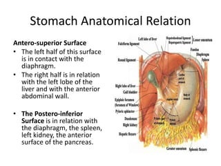 Stomach Anatomical Relation
Antero-superior Surface
• The left half of this surface
is in contact with the
diaphragm.
• The right half is in relation
with the left lobe of the
liver and with the anterior
abdominal wall.
• The Postero-inferior
Surface is in relation with
the diaphragm, the spleen,
left kidney, the anterior
surface of the pancreas.
 