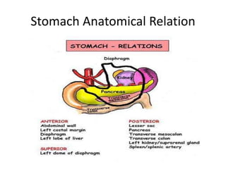Stomach Anatomical Relation
 