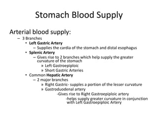 Stomach Blood Supply
Arterial blood supply:
– 3 Branches
• Left Gastric Artery
– Supplies the cardia of the stomach and distal esophagus
• Splenic Artery
– Gives rise to 2 branches which help supply the greater
curvature of the stomach
» Left Gastroepiploic
» Short Gastric Arteries
• Common Hepatic Artery
– 2 major branches
» Right Gastric- supples a portion of the lesser curvature
» Gastroduodenal artery
-Gives rise to Right Gastroepiploic artery
-helps supply greater curvature in conjunction
with Left Gastroepiploic Artery
 