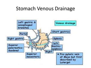 Stomach Venous Drainage
 