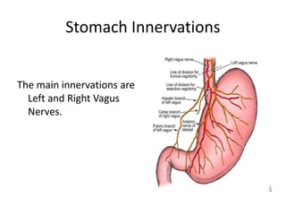 Stomach Innervations
The main innervations are
Left and Right Vagus
Nerves.
 