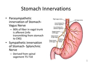 Stomach Innervations
• Parasympathetic
innervation of Stomach-
Vagus Nerve
– 90% of fiber in vagal trunk
is afferent (info
transmitting from stomach
to CNS)
• Sympathetic innervation
of Stomach- Splanchnic
Nerve
– Derived from spinal
segement T5-T10
 
