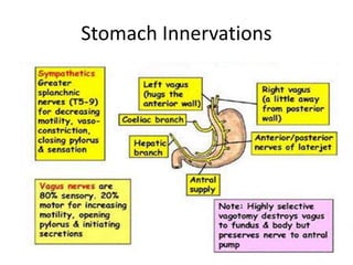 Stomach Innervations
 