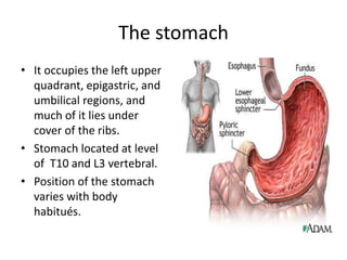 The stomach
• It occupies the left upper
quadrant, epigastric, and
umbilical regions, and
much of it lies under
cover of the ribs.
• Stomach located at level
of T10 and L3 vertebral.
• Position of the stomach
varies with body
habitués.
 