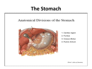 The Stomach
 