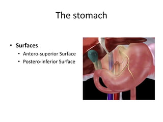 The stomach
• Surfaces
• Antero-superior Surface
• Postero-inferior Surface
 