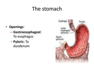 The stomach
• Openings:
– Gastroesophageal:
To esophagus
– Pyloric: To
duodenum
 