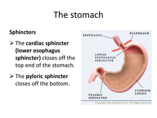 The stomach
Sphincters
 The cardiac sphincter
(lower esophagus
sphincter) closes off the
top end of the stomach.
 The pyloric sphincter
closes off the bottom.
 