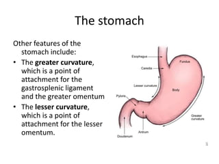 The stomach
Other features of the
stomach include:
• The greater curvature,
which is a point of
attachment for the
gastrosplenic ligament
and the greater omentum
• The lesser curvature,
which is a point of
attachment for the lesser
omentum.
 