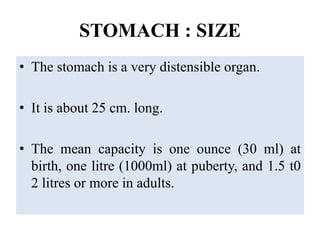 STOMACH : SIZE
• The stomach is a very distensible organ.
• It is about 25 cm. long.
• The mean capacity is one ounce (30 ml) at
birth, one litre (1000ml) at puberty, and 1.5 t0
2 litres or more in adults.
 