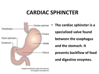 CARDIAC SPHINCTER
• The cardiac sphincter is a
specialized valve found
between the esophagus
and the stomach. It
prevents backflow of food
and digestive enzymes.
 
