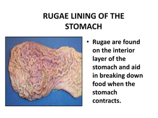RUGAE LINING OF THE
STOMACH
• Rugae are found
on the interior
layer of the
stomach and aid
in breaking down
food when the
stomach
contracts.
 