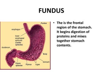 FUNDUS
• The is the frontal
region of the stomach.
It begins digestion of
proteins and mixes
together stomach
contents.
 