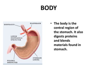 BODY
• The body is the
central region of
the stomach. It also
digests proteins
and blends
materials found in
stomach.
 