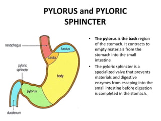 PYLORUS and PYLORIC
SPHINCTER
• The pylorus is the back region
of the stomach. It contracts to
empty materials from the
stomach into the small
intestine
• The pyloric sphincter is a
specialized valve that prevents
materials and digestive
enzymes from escaping into the
small intestine before digestion
is completed in the stomach.
 