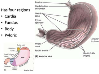 Has four regions
• Cardia
• Fundus
• Body
• Pyloric
 