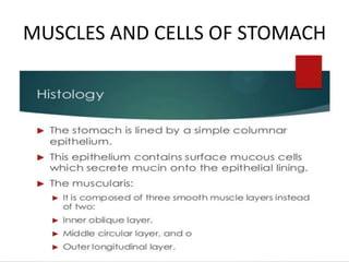 MUSCLES AND CELLS OF STOMACH
 