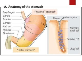 Stomach