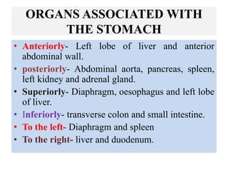 ORGANS ASSOCIATED WITH
THE STOMACH
• Anteriorly- Left lobe of liver and anterior
abdominal wall.
• posteriorly- Abdominal aorta, pancreas, spleen,
left kidney and adrenal gland.
• Superiorly- Diaphragm, oesophagus and left lobe
of liver.
• Inferiorly- transverse colon and small intestine.
• To the left- Diaphragm and spleen
• To the right- liver and duodenum.
 