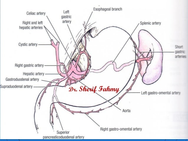 anatomy of stomach