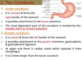 2. Two Curvatures
1. Lesser curvature :
o It is concave & forms the
right border of the stomach
o It provides attachment to the lesser omentum
o The most dependent part of the curvature is marked by the:
angular notch or incisura angularis
2. Greater curvature:
o It is convex & forms the left border of the stomach
o It provides attachment to the greater omentum, gastrosplenic
& gastrophrenic ligament
o At upper end there is cardiac notch which separate it from
oesophagus
o It is 5 times longer than the lesser curvature
 