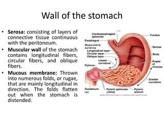 Wall of the stomach
• Serosa: consisting of layers of
connective tissue continuous
with the peritoneum.
• Muscular wall of the stomach
contains longitudinal fibers,
circular fibers, and oblique
fibers.
• Mucous membrane: Thrown
into numerous folds, or rugae,
that are mainly longitudinal in
direction. The folds flatten
out when the stomach is
distended.
 