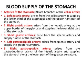 BLOOD SUPPLY OF THE STOMACH
• Arteries of the stomach: All are branches of the celiac artery
• 1. Left gastric artery: arises from the celiac artery. It supplies
the lower third of the esophagus and the upper right part of
the stomach.
• 2. Right gastric artery: arises from the hepatic artery at the
upper border of the pylorus and supplies the lower right part
of the stomach.
• 3. Short gastric arteries: arise from the splenic artery and
supply fundus of the stomach
• 4. Left gastroepiploic artery: arises from splenic artery and
supply the greater curvature.
• 5. Right gastroepiploic artery: arises from the
gastroduodenal branch of the hepatic artery, and supplies
the stomach along the lower part of the greater curvature.
 